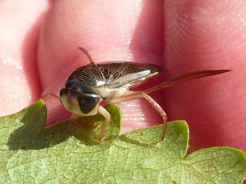 Corixa punctata